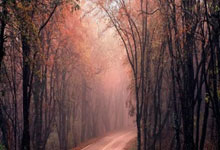 美金杯比分怎么看?最新赛况与解读全在这里